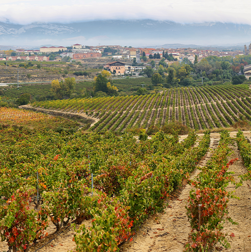 Duckhorn Winery Portfolio Environmental Assessment