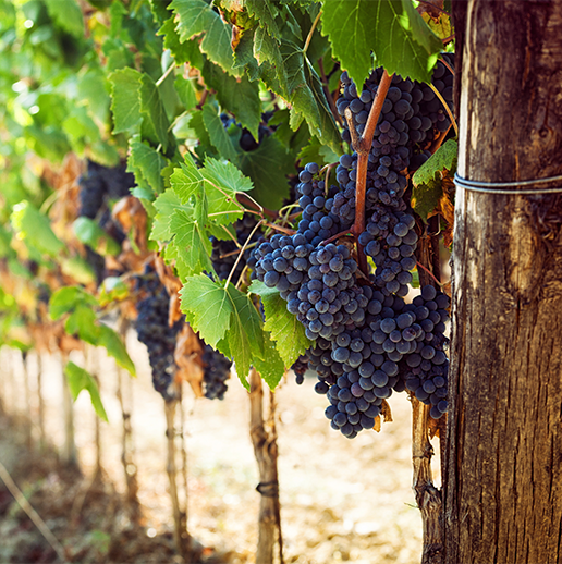 Duckhorn Winery Portfolio Environmental Transaction Strategy