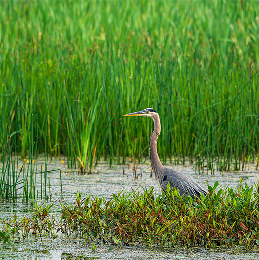 Wetlands Baseline Ecological Risk Assessment