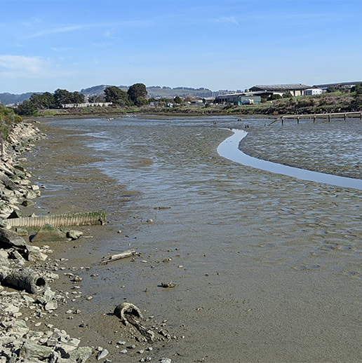 San Leandro Treatment Wetlands Design