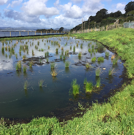 Former Naval Fuel Depot Point Molate Mitigation Wetland Design
