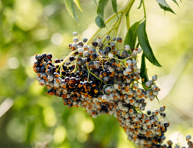 Image of elderberries