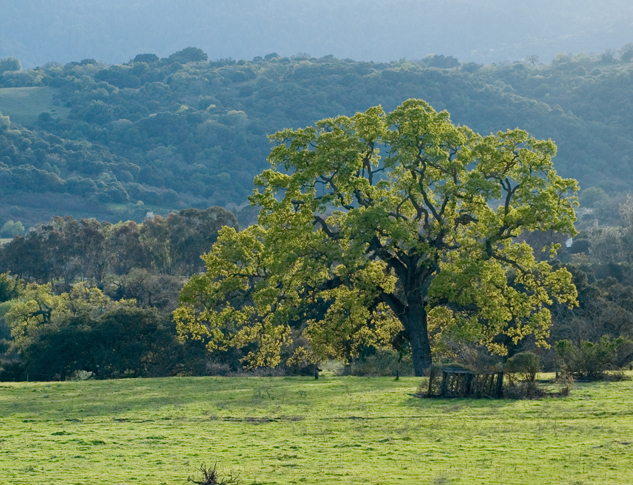 Northern California during spring time